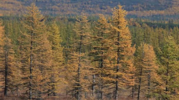 Jesień, żółte liście, tundra — Wideo stockowe