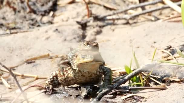 Couple Of mating Toads in spring season — Stock Video