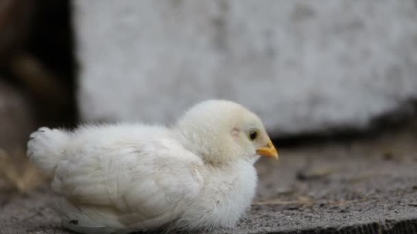 Gallinas y pollos — Vídeo de stock