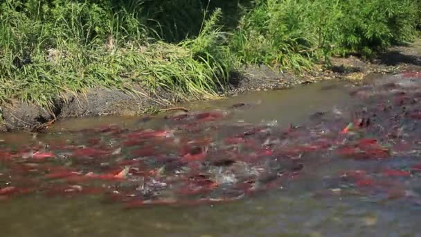 Desove de un salmón . — Vídeos de Stock