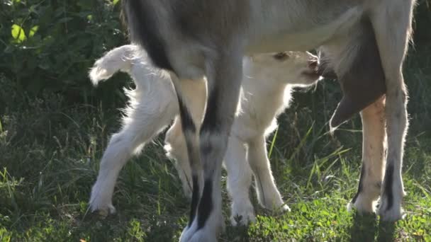 Ziege und Kind. Sommer. ein Bauernhof. — Stockvideo