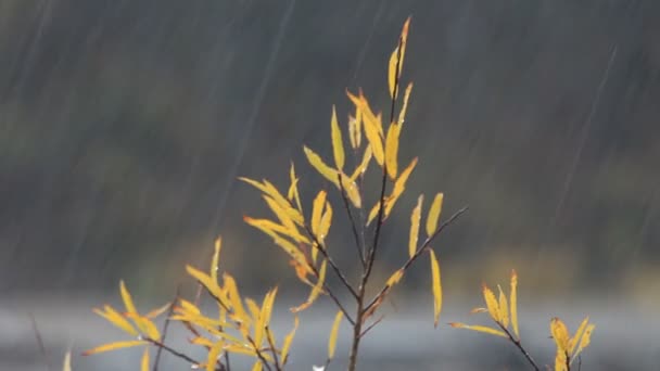 秋。雨. — ストック動画