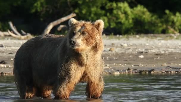 Urso, o pescador — Vídeo de Stock