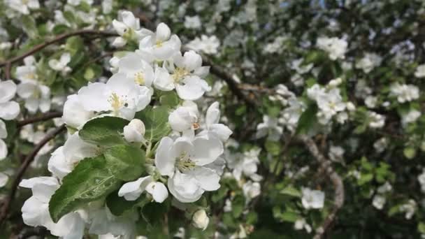 Primavera. Flores . — Vídeo de Stock