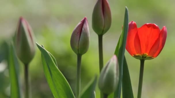 Close up van verse tulpen — Stockvideo