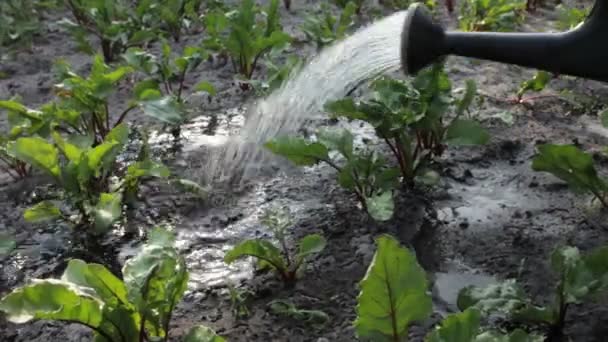 Le garçon arrose une plante — Video