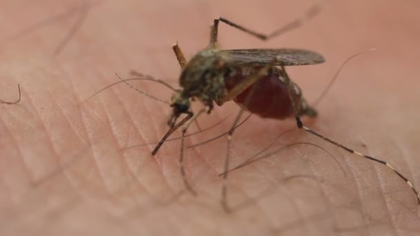 Mosquito en la piel — Vídeo de stock