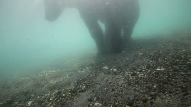 Oso bajo el agua — Vídeo de stock