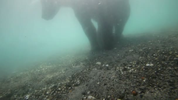 Φέρουν κάτω από το νερό — Αρχείο Βίντεο