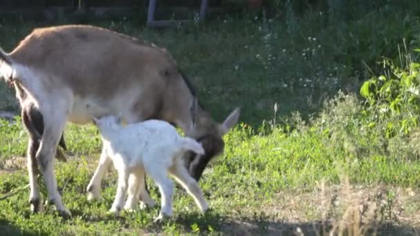 Cabra y niño. Verano. Una granja . — Vídeo de stock