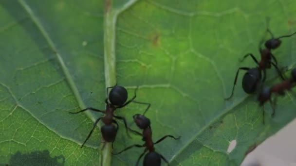Hormigas en una hoja — Vídeo de stock