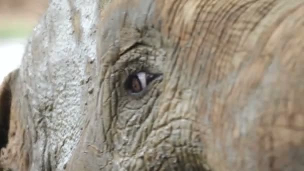 Oog van de olifant — Stockvideo