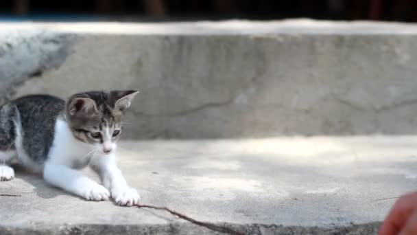 Striped cat playing with stick — Stock Video