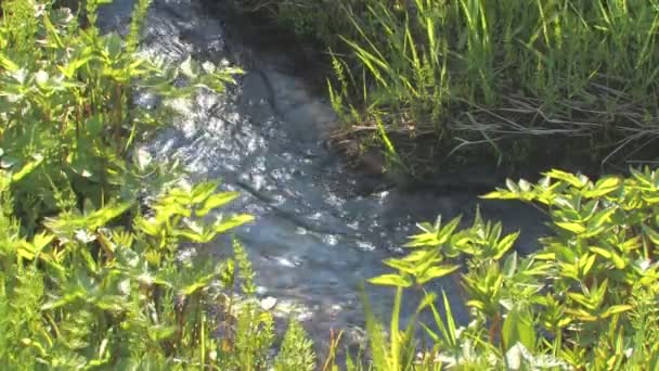 Ruisseau de montagne
