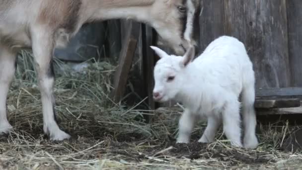 Koza a dítě. léto. farma. — Stock video