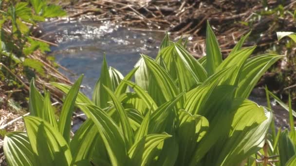 Hierba verde en el agua — Vídeos de Stock