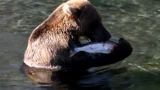 Медведь ест рыбу — стоковое видео