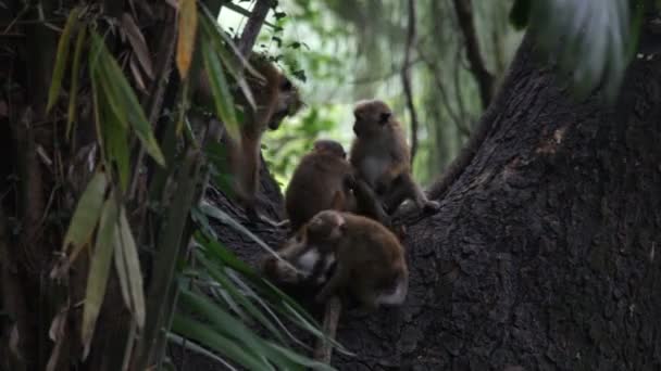 Monos en el árbol — Vídeos de Stock