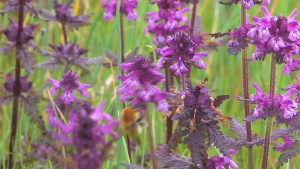 Bloemen, hommel — Stockvideo