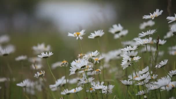 Chamomile — Stock Video