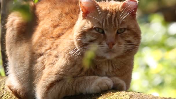 Cat, un portrait 