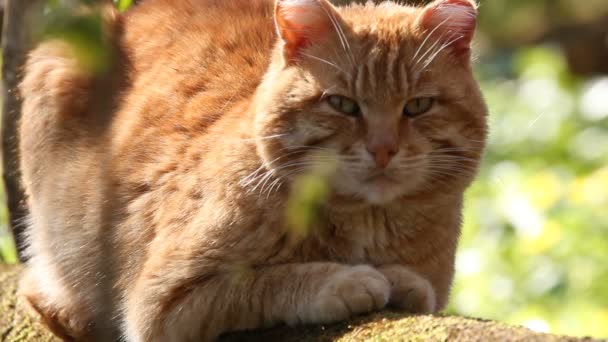 Cat, a portrait — Stock Video