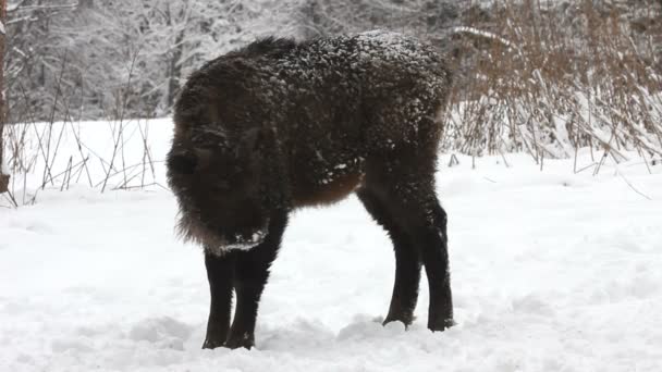 Bison på vintern — Stockvideo