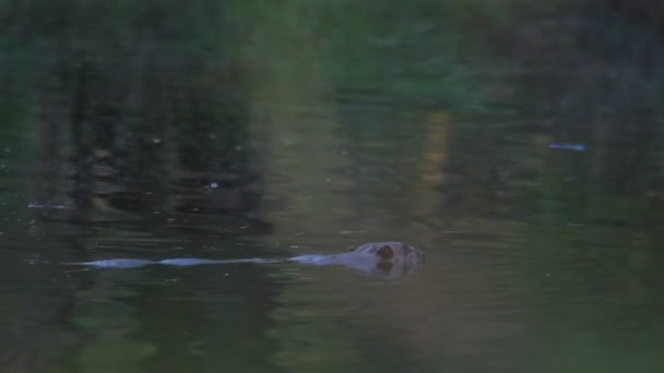 Långstjärtad — Stockvideo