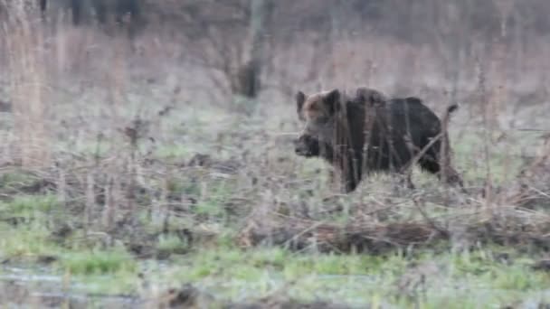 Wild boar — Stock Video