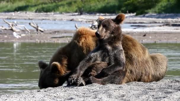 Filhote de urso feliz — Vídeo de Stock