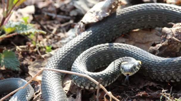 Serpent d'herbe (Natrix Natrix) reposant dans la chaleur 
