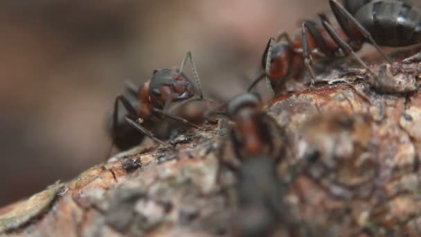 Ants, macro — Stock Video