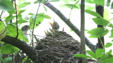 ouzel, kuş, iç içe