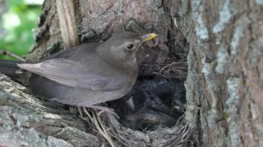 ouzel, kuş, iç içe