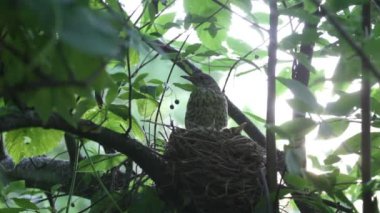 ouzel, kuş, iç içe