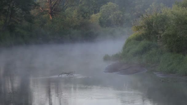 Nebel. der Waldfluss. — Stockvideo