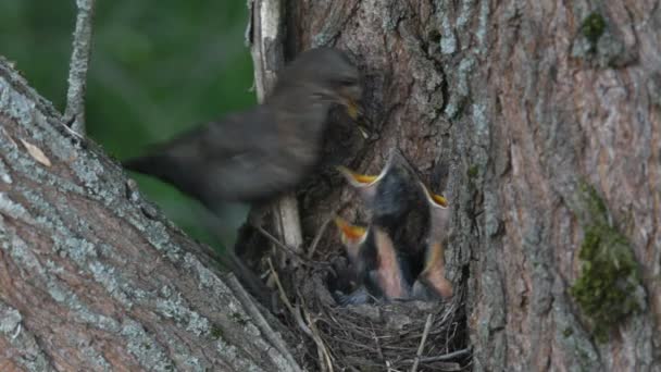 Ouzel, Babyvögel, Nest — Stockvideo