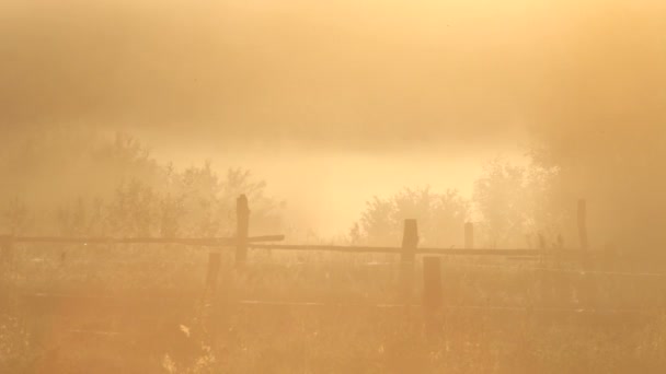 Niebla, primavera — Vídeos de Stock