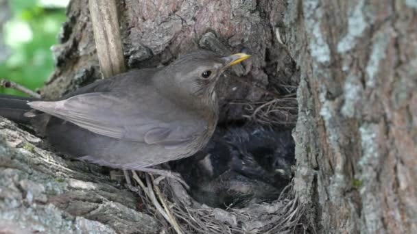 Ouzel, baby birds, nest — Stock Video