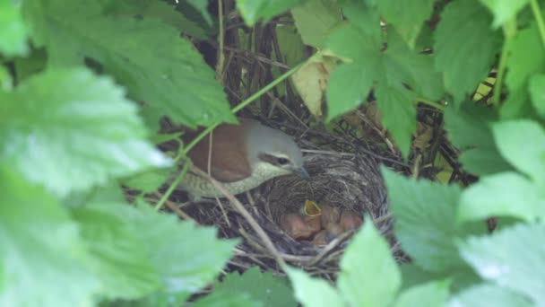 Ouzel, baby birds, nest — Stock Video