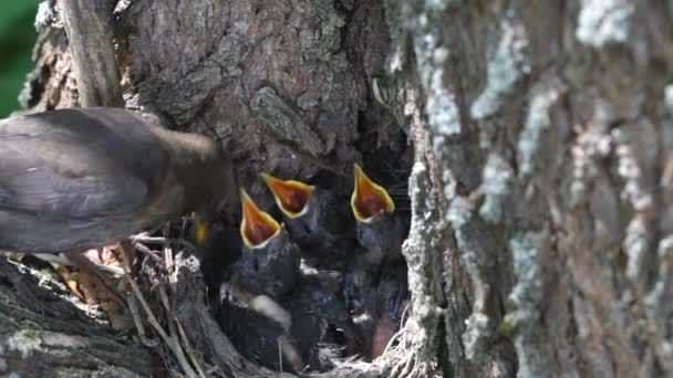 Ouzel, πουλιά μωρών, φωλιά — Αρχείο Βίντεο