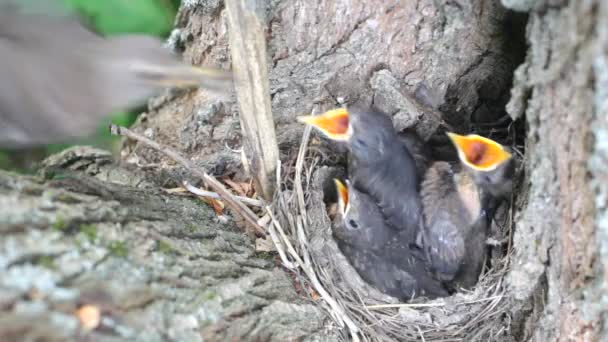 Ouzel, πουλιά μωρών, φωλιά — Αρχείο Βίντεο