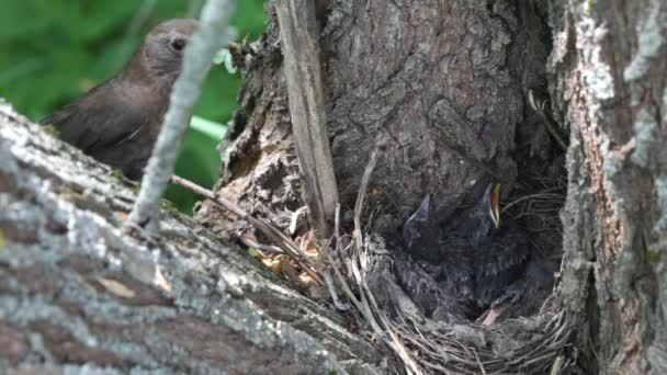 Ouzel, baby birds, nest — Stock Video