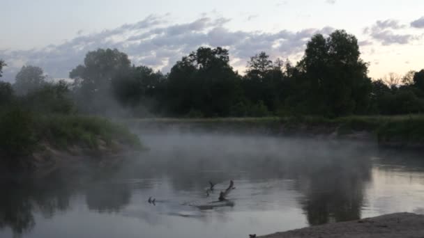 Nebel. der Waldfluss. — Stockvideo