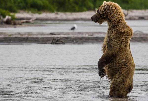 Brun björn fiskar — Stockfoto