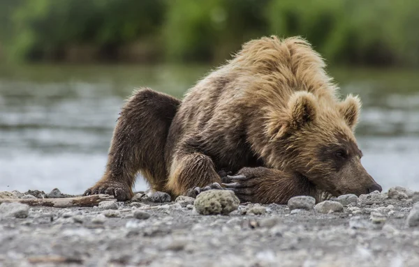 Filhote de urso — Fotografia de Stock