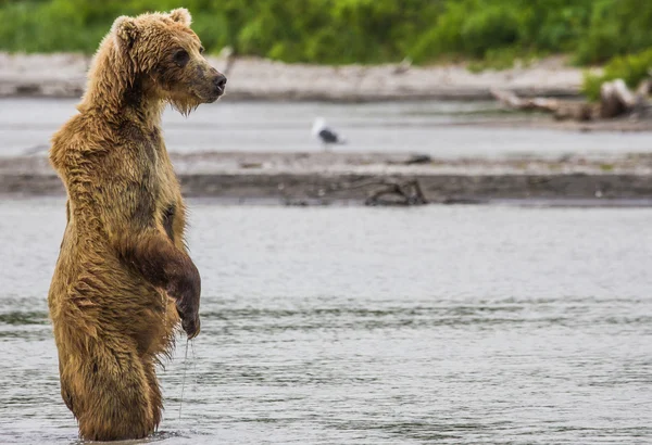 The brown bear fishes Stock Photo