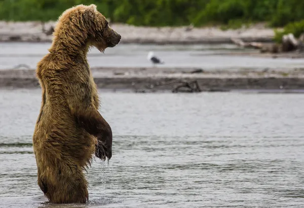 The brown bear fishes — Stock Photo, Image