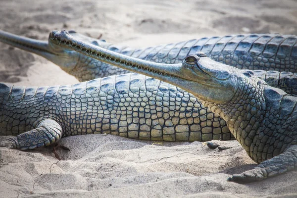 Gawial w chitwan national park — Zdjęcie stockowe