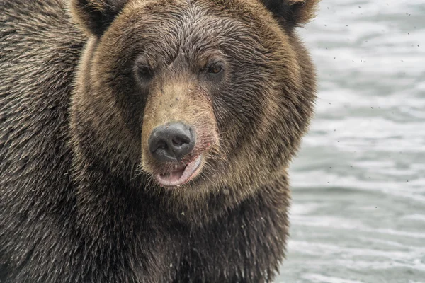 The brown bear fishes — Stock Photo, Image